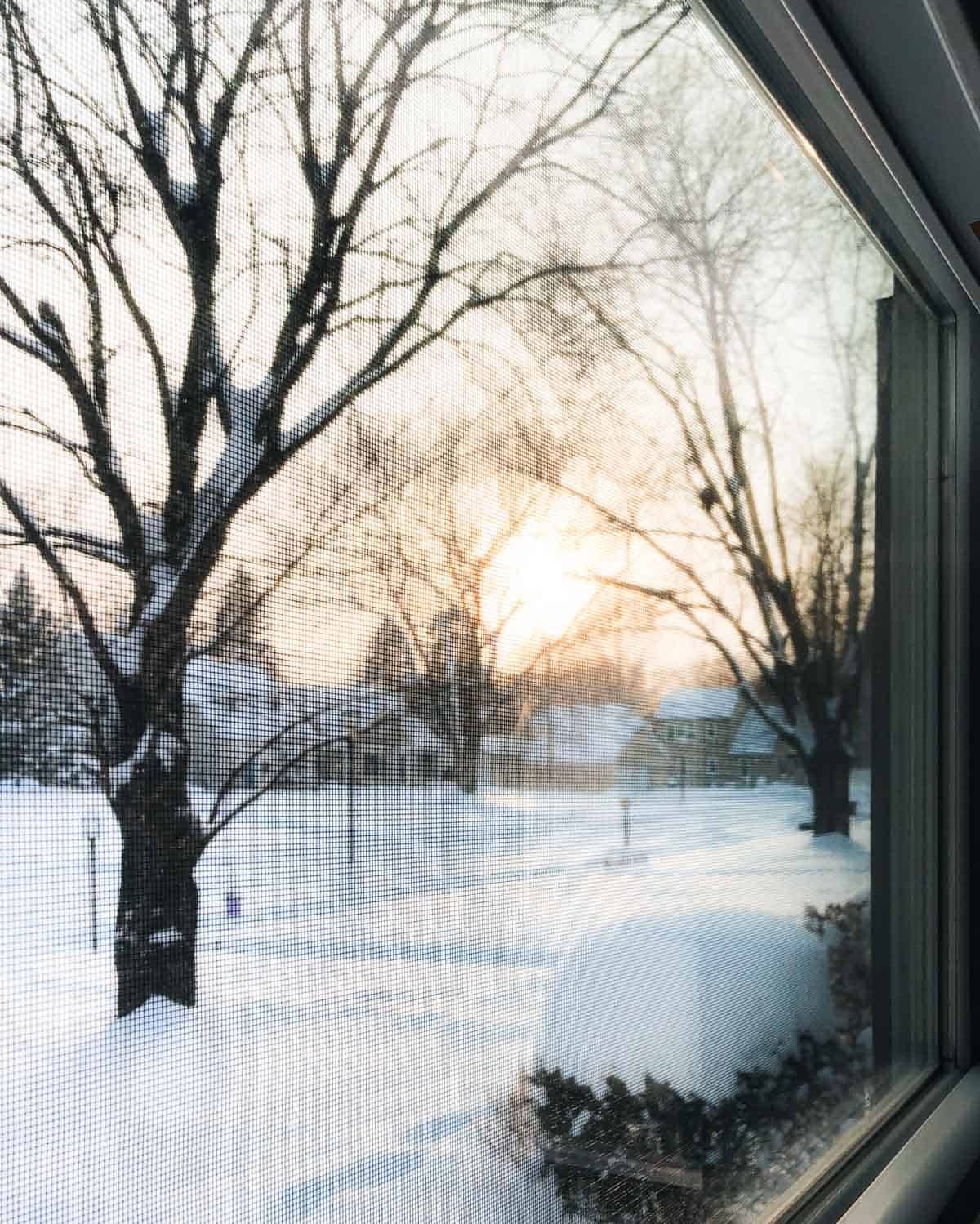 Trees outside in the snow, bare of any leaves.